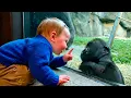 Lagu The Funniest Zoo Moments Ever 😂 | Funny Animals