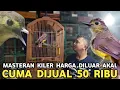 Lagu NGERI SEDAP HARGA BURUNG MASTERAN KILER CUMA DIJUAL 50 RIBU DI KIOS LANGGENG JAYA PB PRAMUKA 