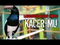 Download Lagu LANGSUNG BIKIN EMOSI KACERMU AWAS LANGSUNG NYAUT KONSLET !! PANCINGAN KACER GACOR BIKIN NYAUT .