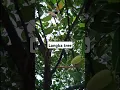 Download Lagu Langka tree. Backyard fruit trees.