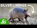 Armadillo Leprosy Could Save Your Life