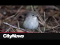 Surreal First sighting of rare bird in Canada sets off avian frenzy