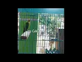 Lagu Pancingan Lovebird betina ngekek 1menit up