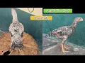 Download Lagu Parrot Beak Long Tail Chicks | 6305627576 | Video 2352 | Rythu Market 2