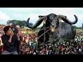 Download Lagu এটা গরু নাকি দানব😮 বর্তমান দুনিয়ার সবচেয়ে বড় ৮ গরু Biggest bulls