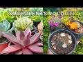 The Difference Between Succulents Cacti