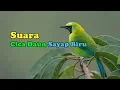 Download Lagu Suara Cica Daun Sayap Biru