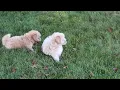 Havapoo Puppies For Sale