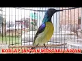 Download Lagu kolibri kelapa | manggar | wiceh | korlap jantan gacor mencari lawan | pancingan burung bahan