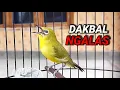 Download Lagu Dakbal Pleci Vissen om Ngeplong snel te laten drijven