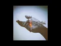 Gregory Alan Isakov & The Colorado Symphony - Dandelion Wine [HD]