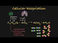 Cellular Respiration Explained - Simplified