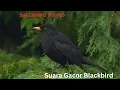 Common Blackbird Singing - Suara Gacor Burung Blackbird