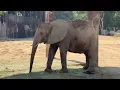 Dubai Safari Park & Zoo Tour | Dubai's Largest Wildlife Park with 3000 Animals (4K HDR Video)