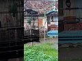 Download Lagu Tes mental cucak ijo vs kacer. gaya tarung yang mana anda suka hijau/hitamputih🙏🙏