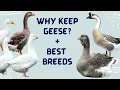 Why Keep Geese What Breeds of Geese are Best