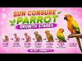 Sun Conure Parrot Day by Day Growth Baby Parrot Growth Stages