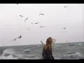 Feist- Cicadas and Gulls (original)