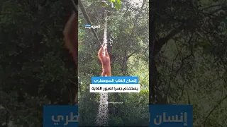 للمرة الأولى في التاريخ إنسان الغاب السومطري يستخدم جسرا لعبور الغابة دندنها