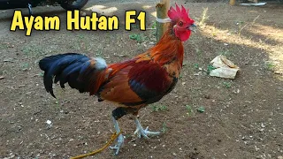 Download Ayam Hutan Fillius 1 (F1) MP3