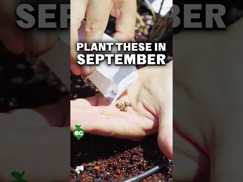 Plant these NOW in September...