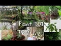 Download Lagu TRENDING  HOUSE PLANTS  TOUR 2021 COLLECTIONS  in the Philippines  | GARDEN TOUR 2021 by ENEZ GARDEN