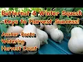 Tips to Grow Amazing Butternut Winter Squash Harvesting Fertilizing Watering Keys to Success