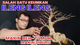 Download Bonsai ileng ileng bonggol unik #bonsaiilengileng #bonsai #pruning #wiring MP3