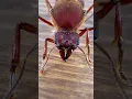 Download Lagu My Queen Ant Died 😢