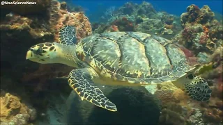 Meet the Hawksbill Sea Turtle