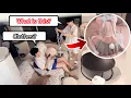 Download Lagu My Husband Found a Hot Bunny Outfit in the Laundry Basket!🐰🔥His Reaction 😂[Gay Couple BL]