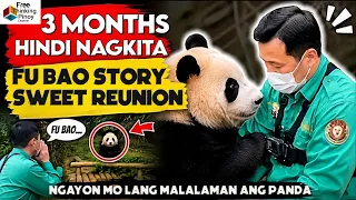 GIANT PANDA: paano sila nakasurvive kahit