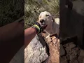 Download Lagu He Freed a Dog From Rope… What Happened Next Will Break You 😭❤️ #shorts