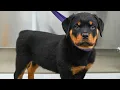 I Was Not Prepared For This Rottweiler Puppy