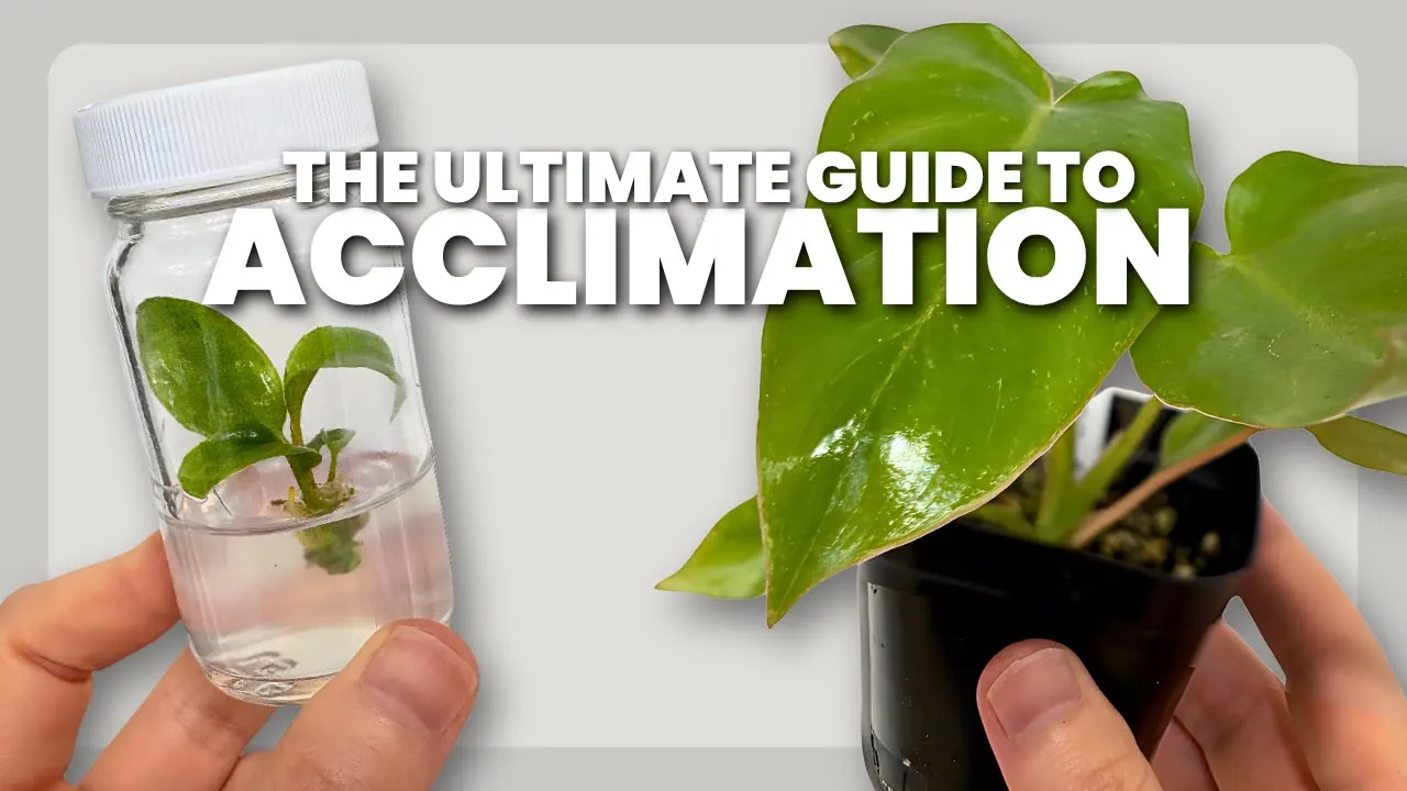 The BEST Method for Acclimating Tissue Culture Plants (2026)