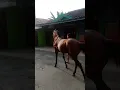 kuda jalan #shortvideo #kuda #cute #shortsviral #lucu