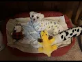 Rhode Island Pet Network 2024 Holiday Drive