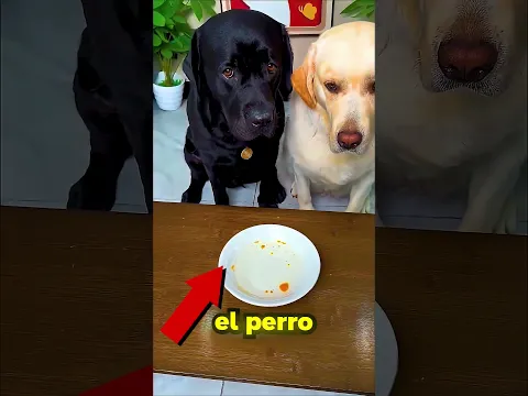 LE HIZO UNA PRUEBA DE ADN A SUS PERROS