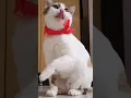 Download Lagu cat funny videos tamil2024🤣funny 😺 cats
