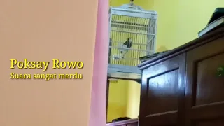 suara merdu burung poksay rowo