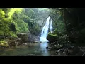 Download Lagu TERAPI UNTUK SEMUA BURUNG OCEHAN