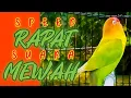 Download Lagu BURUNG LOVEBIRD MASTERAN SPEED RAPAT, ISIAN MURAI BATU DIJAMIN AUTO NYAUT