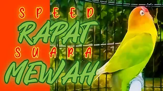 burung lovebird masteran speed rapat isian murai batu dijamin auto nyaut