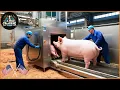 Download Lagu Mengejutkan! Bagaimana Petani As Merevolusi Peternakan Dan Pengolahan Babi