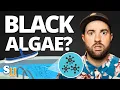 How To Get Rid Of BLACK ALGAE In Your POOL