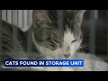 53 cats removed from filthy storage unit