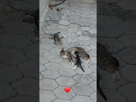 #animals Bu Dünyada En Kutsal Şey Annedir.❤️