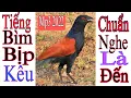 Download Lagu Tiếng Bìm Bịp Kêu Mồi || Kích Mồi Cực Nhạy Cho a.e Đi Bẫy