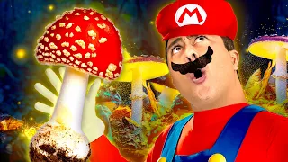 O que são FUNGOS? Desvendando o REINO FUNGI