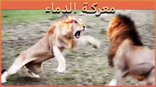 الاسد المتوحش جرابي يقتحم زمرة سكارفيس فيأتيه الرد الصاعق   دندنها